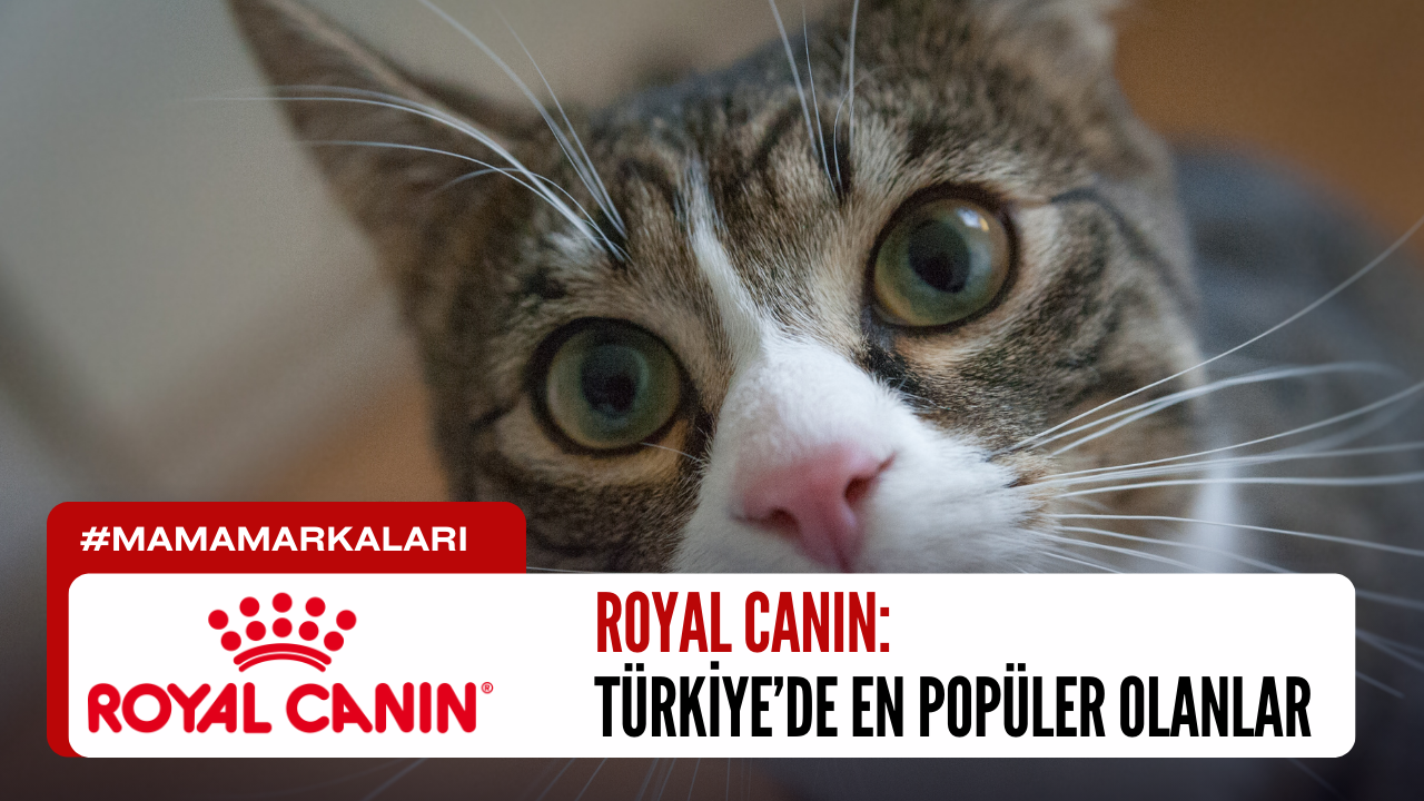 Royal Canin Kedi Mamalarında Türkiye'de En Popüler Olanlar Hangileri?