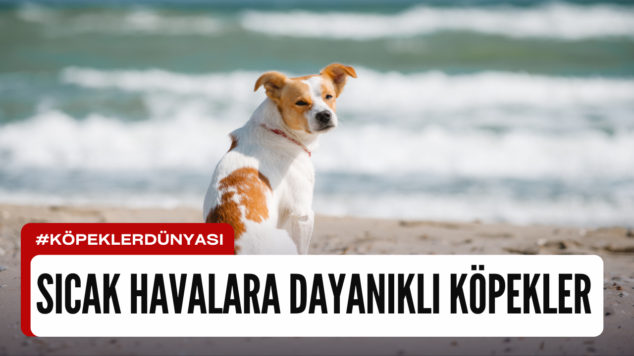 Sıcak Havalara Dayanıklı Köpek Cinsleri