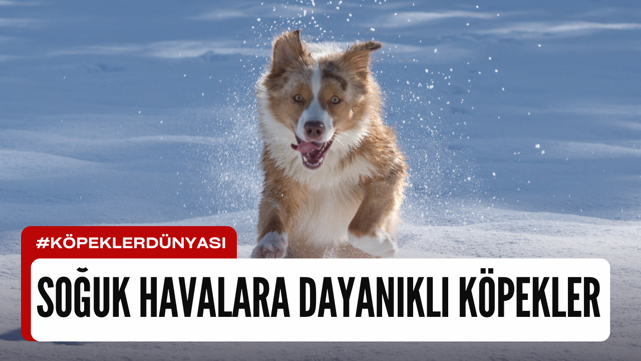 Soğuk Havalara Dayanıklı Köpek Cinsleri