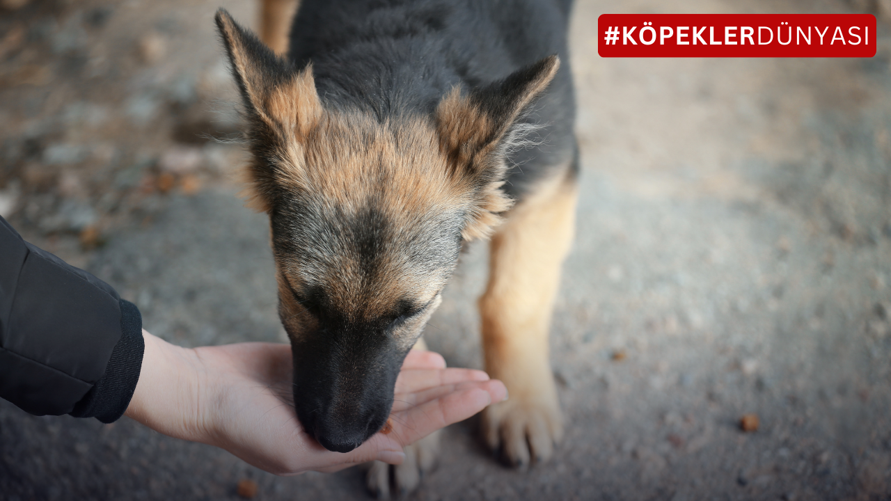 Sokak köpeklerini besleme, Köpek beslenme, Sağlıklı köpek maması, Köpek sağlığı, Sokak hayvanları, Hayvan koruma