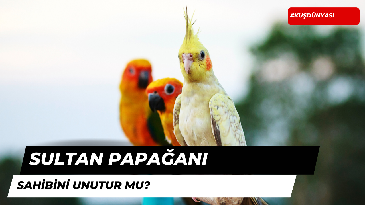 Sultan Papağanı Sahibini Unutur Mu?