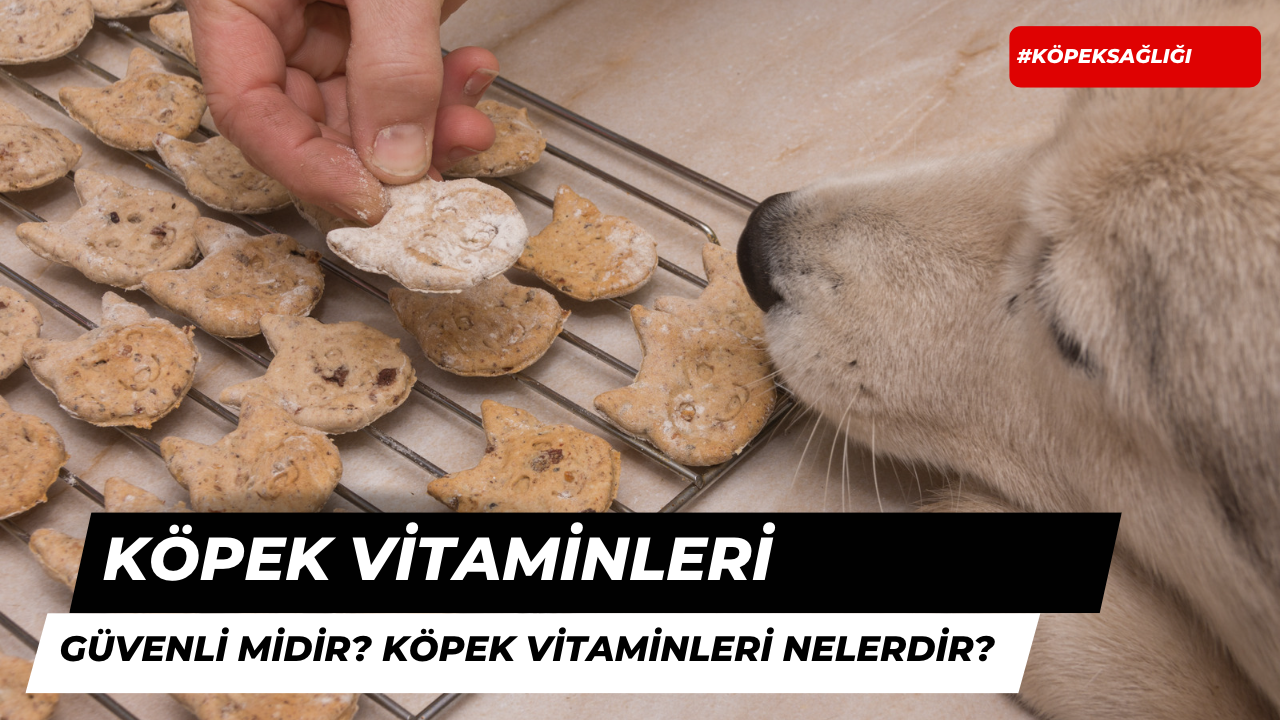 Vitaminler Köpekler İçin Güvenli Midir?