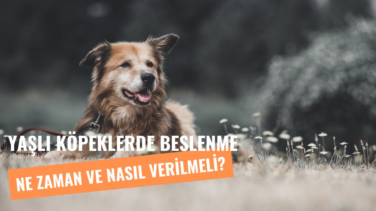Yaşlı Köpeklere Ne Zaman Mama Verilebilir?
