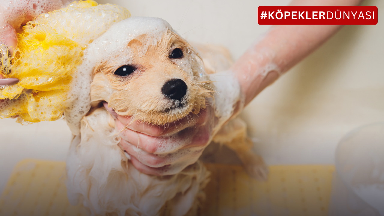 Yavru Köpekler Ne Zaman Banyo Yapmalı? Minik Patilerin Temizliği İçin Doğru Zaman ve İpuçları