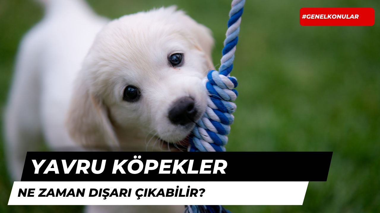 Yavru Köpekler Ne Zaman Dışarı Çıkabilir?