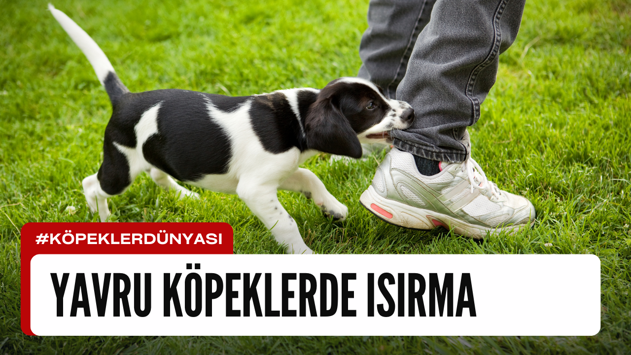 Yavru Köpeklerde Isırma Sorunu ve Çözümü