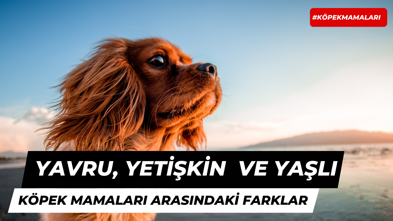 Yavru, Yetişkin ve Yaşlı Köpek Mamaları Arasındaki Farklar