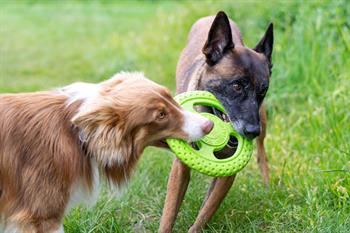 Kiwi Walker Dayanıklı Yüzen Köpek Oyuncağı Frizbi Maxi Turuncu