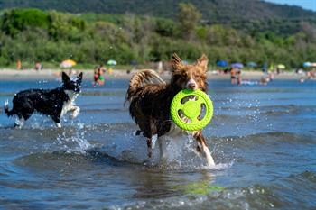 Kiwi Walker Dayanıklı Yüzen Köpek Oyuncağı Frizbi Mini