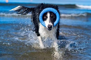 Kiwi Walker Dayanıklı Yüzen Köpek Oyuncağı Halka Maxi