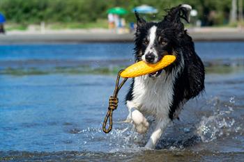 Kiwi Walker Parçalanmaz Yüzen Köpek Oyuncağı Fırlat At Torpil Maxi