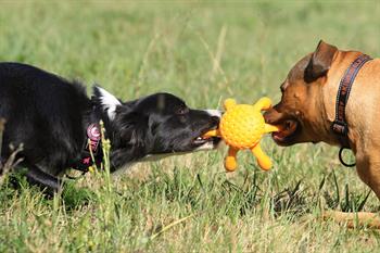 Kiwi Walker Parçalanmaz Yüzen Köpek Oyuncağı Ahtapot Maxi