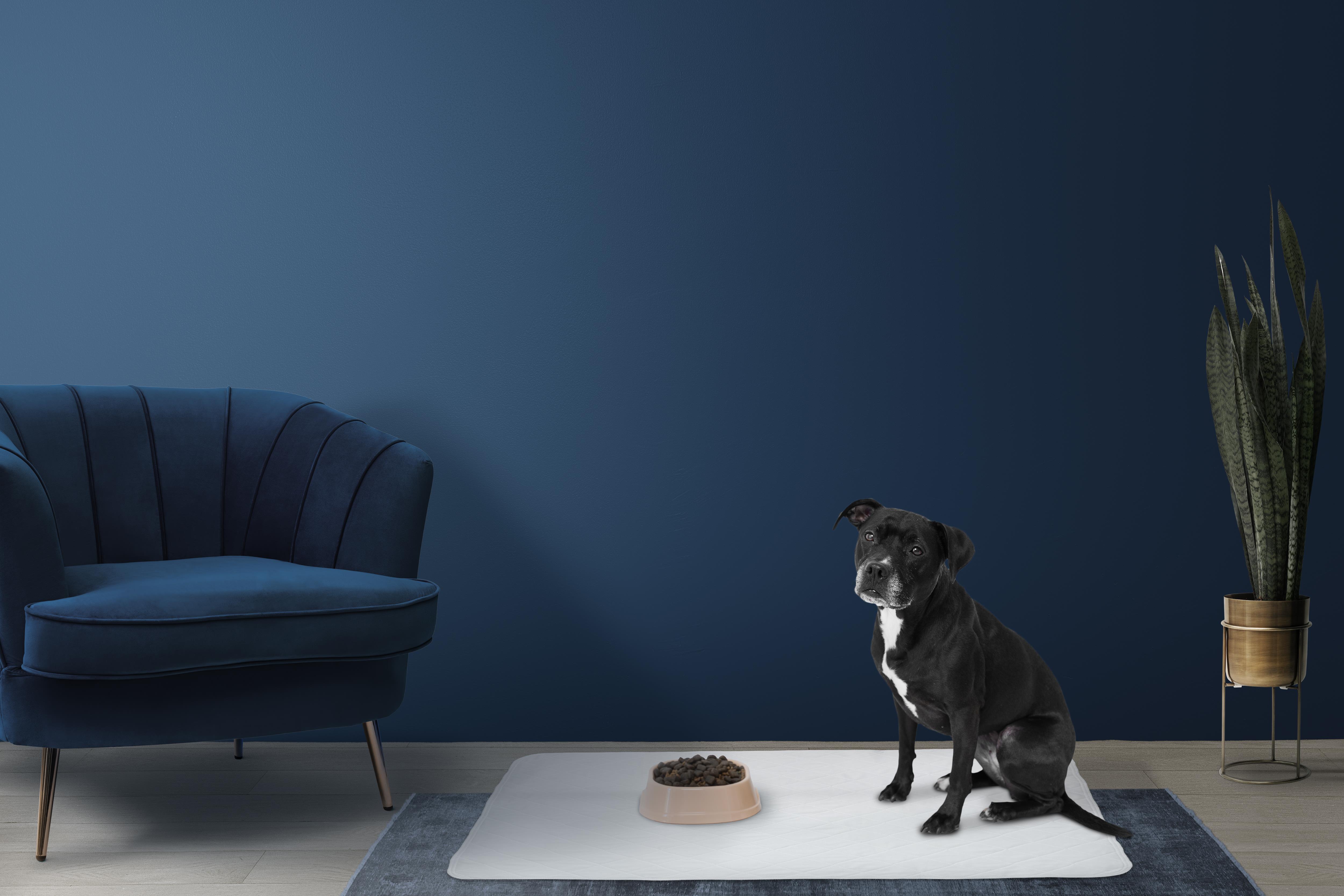 Sıvı Emici Evcil Hayvan Pedi