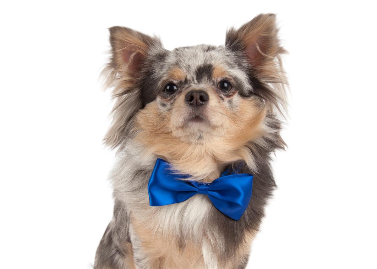 show-tech-canine-costume-dickie-bows-m-888-47.jpg