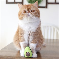 Petstages Lil' Avocato Diş Sağlığı Kedi Çiğneme Oyuncağı