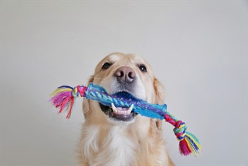 Petstages Orka Stick Alternatif Köpek Çiğneme Oyuncağı