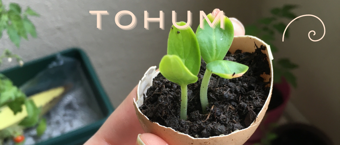 Tohumun Yolu