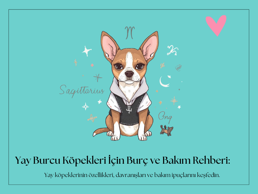 Yay Burcu Köpekleri: Maceracı, Enerjik ve Özgür Ruhlu Dostlar için Özel Rehber