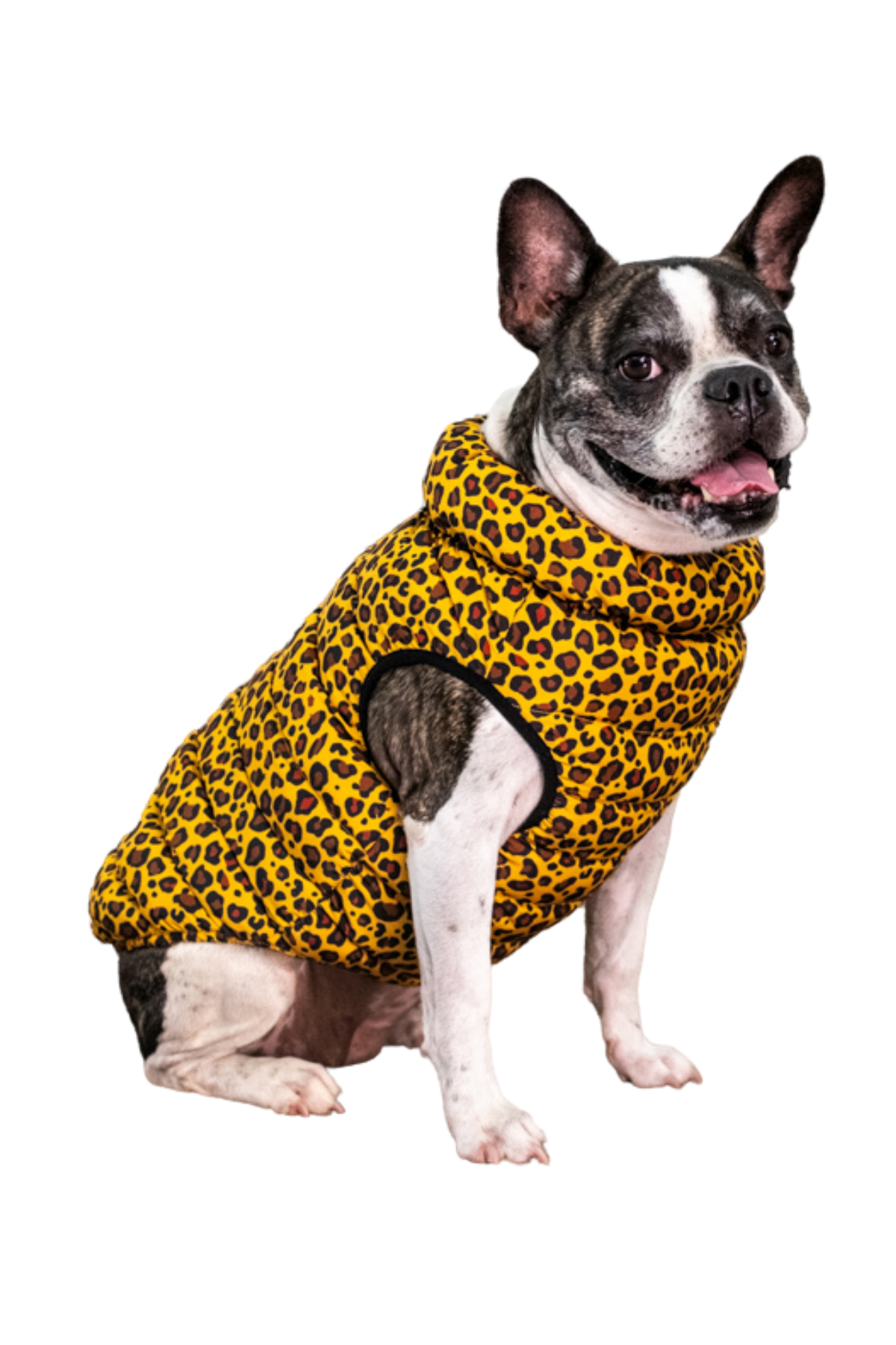 Puppia Wild Puffer Yelekli Göğüs Tasması - Kahverengi