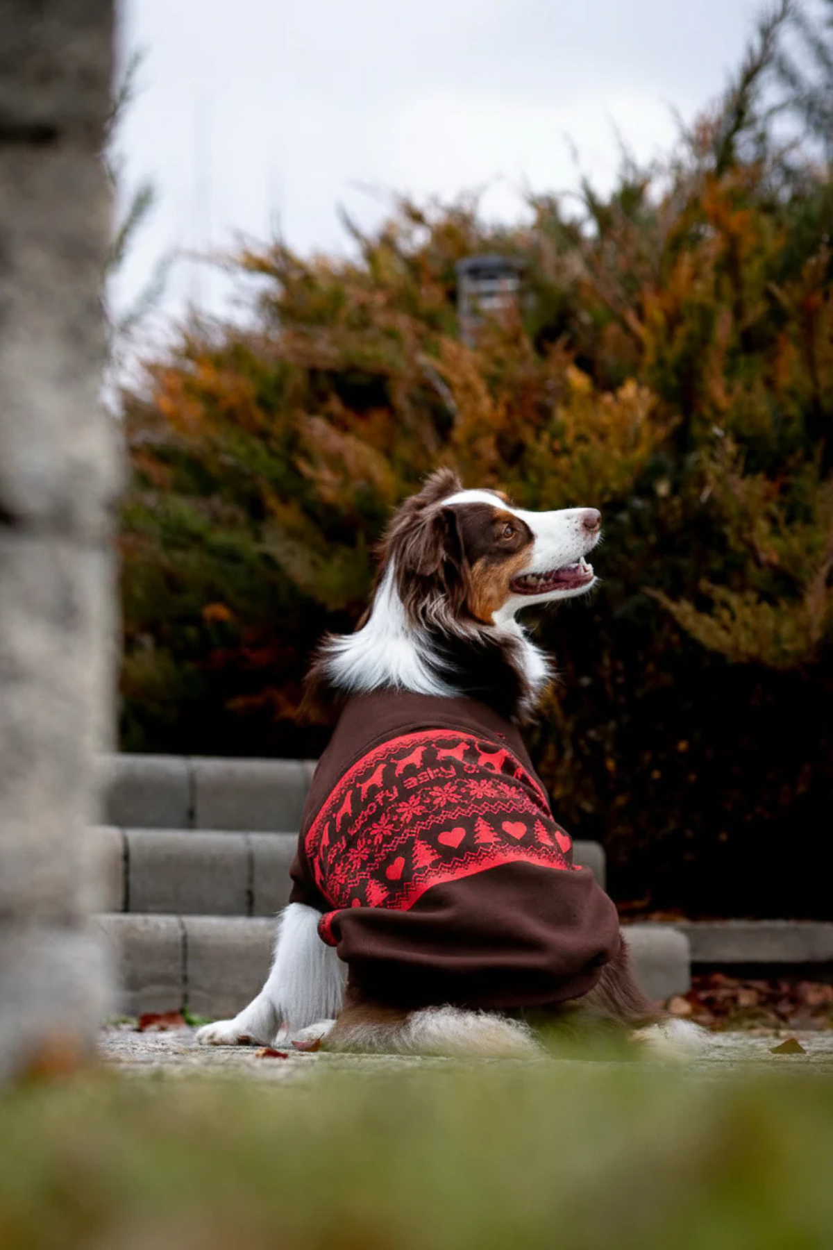 Asky and Erd Woofmas | Chestnut Classic Köpek Sweatshirt