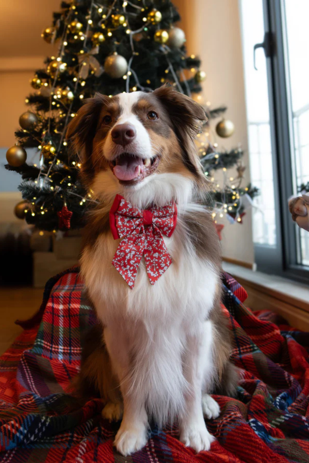 Asky And ErdRibbon Bow Snowberry Bloom 