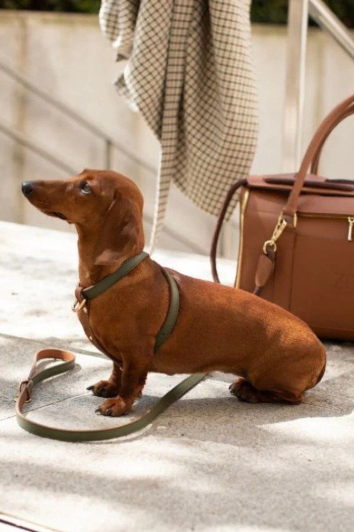 Zoe Pet Atelier Çarpraz Göğüs Tasması - Haki / Karamel
