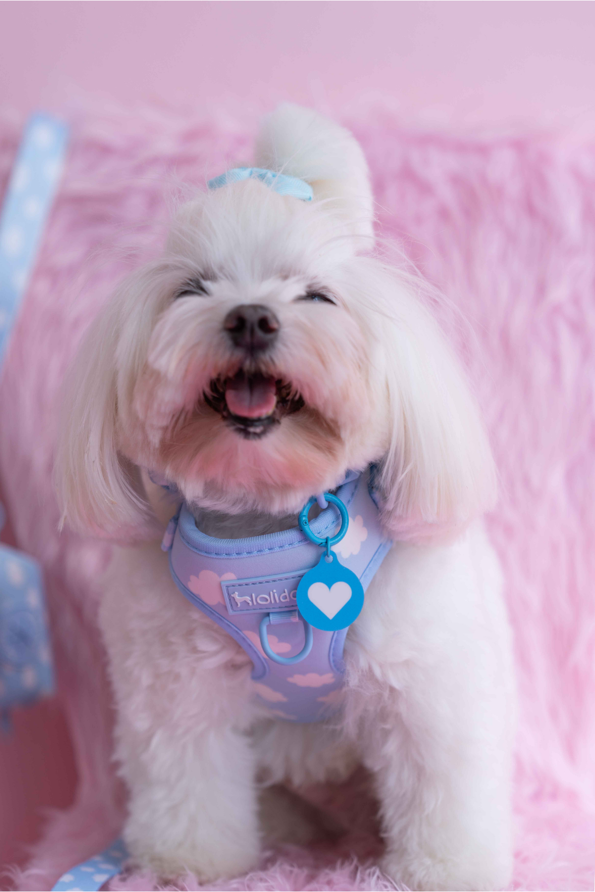 Lolidogs Köpek Göğüs Tasması ve Kayış Seti | Cloud