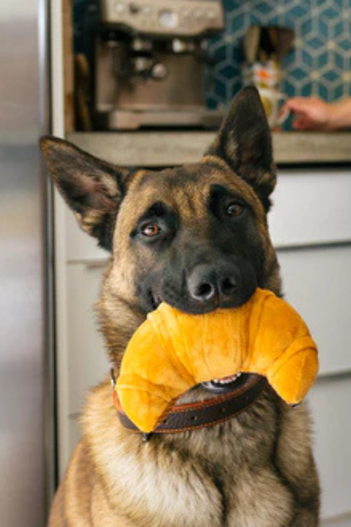 Play San Francisco Pup’s Pastry Köpek Oyuncağı