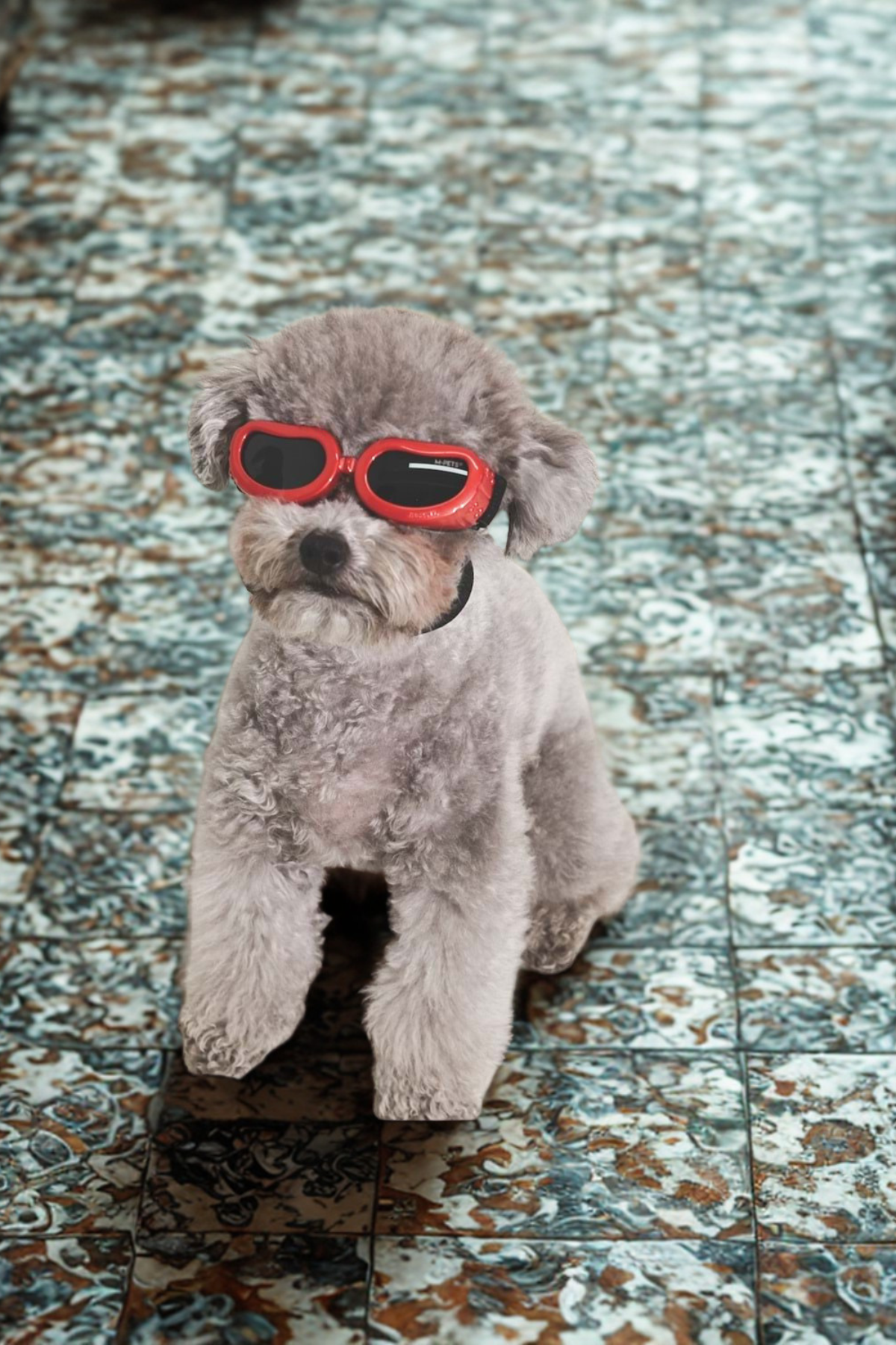 M-Pets Sunny Daytrip Köpekler İçin Gözlük Red