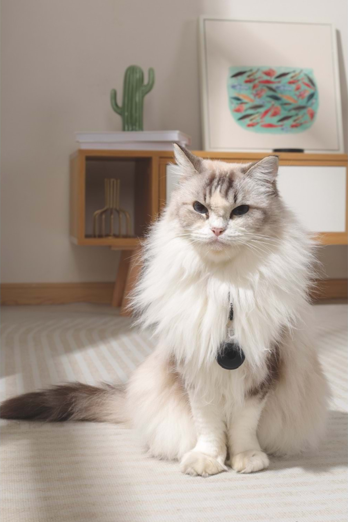 M-Pets Fearless Ultrasonic Pire ve Kene Kovucu Siyah