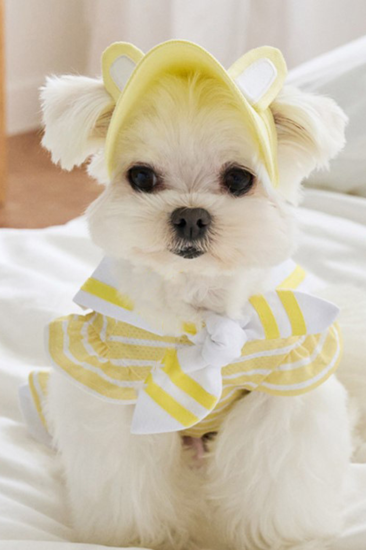 DolcePets Tavşan Kulaklı Şapka - Sarı