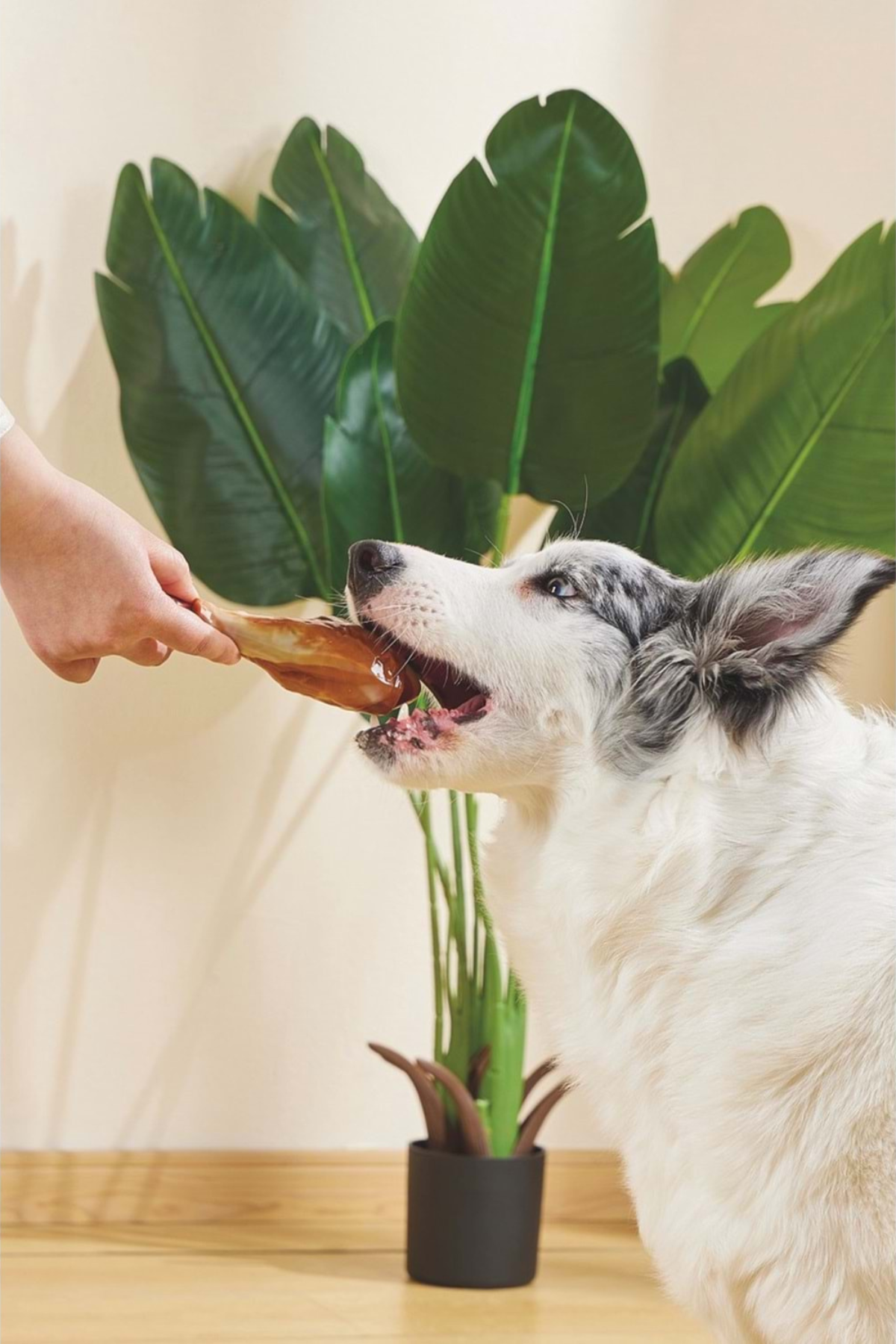 M-PETS CARNIVORE DOG TOY DRUMSTICK PASTIRMA AROMALI