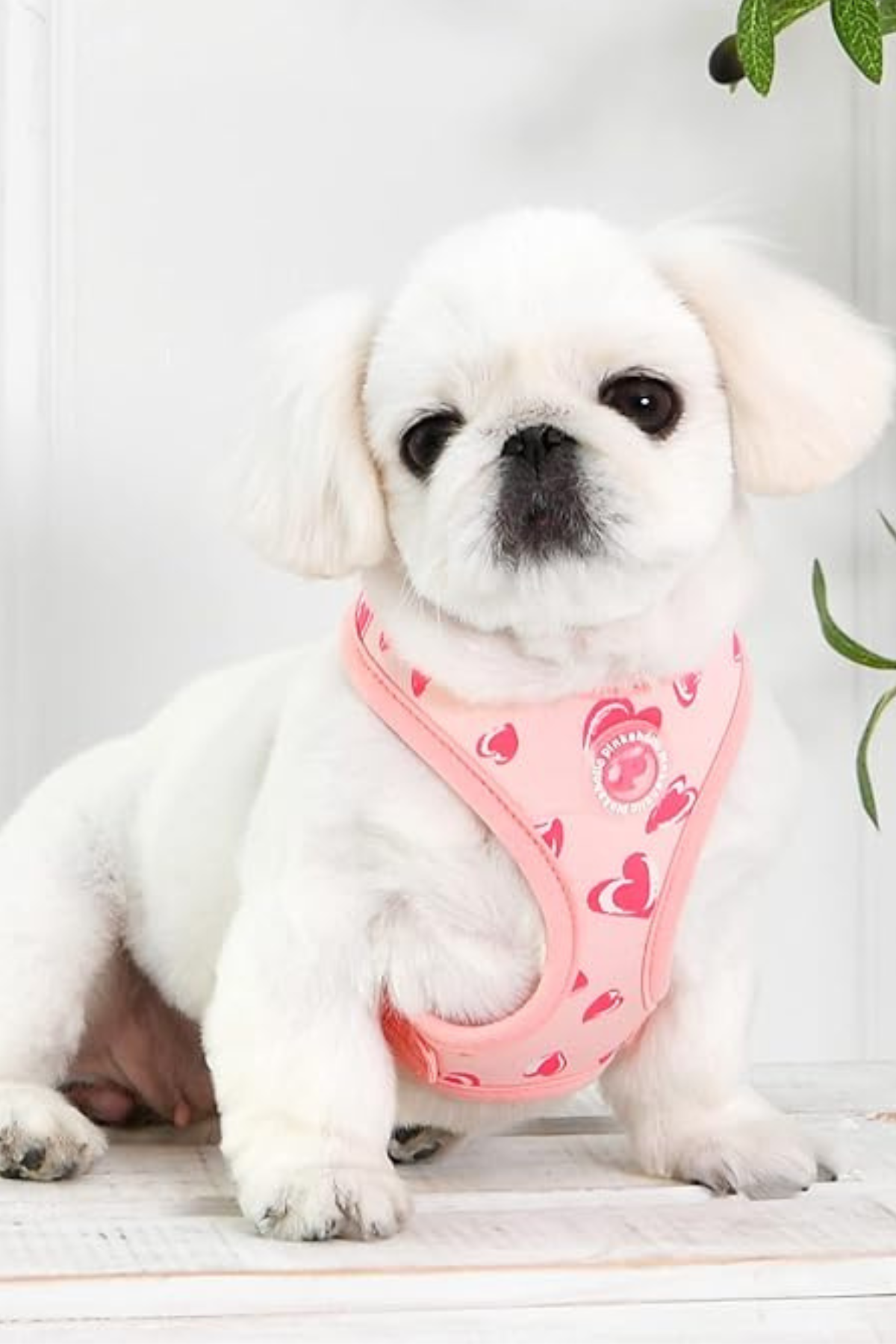 Pinkaholic New York Loveday Harness A Göğüs Tasması Pembe