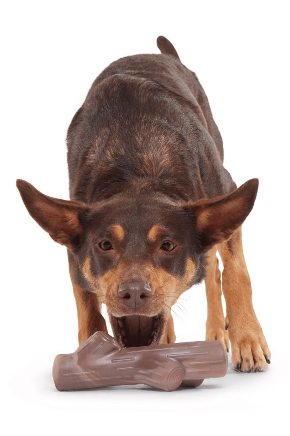 Bark Fetch Süper Çiğneme Çubuğu Köpek Oyuncakları M