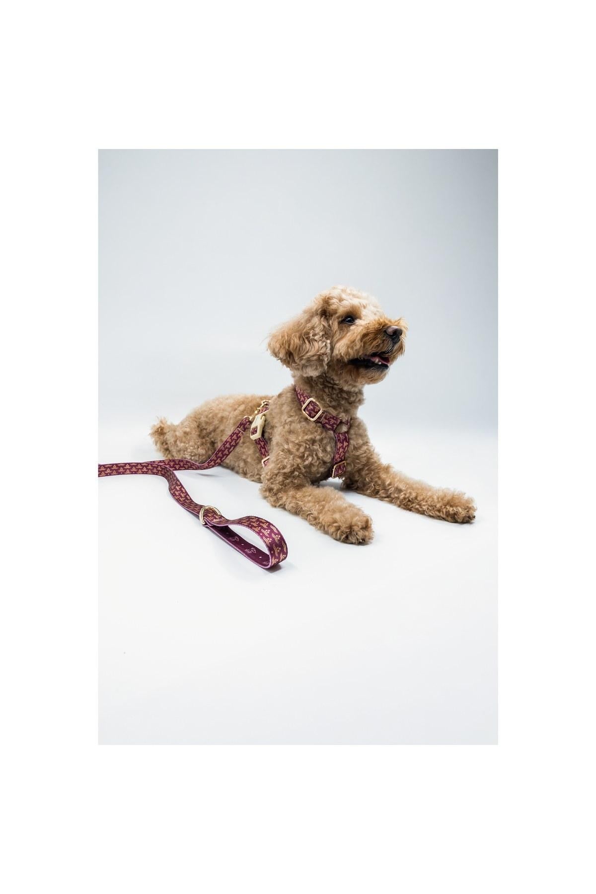 Lupinus Atelier Ductus Cerasus x Chintamani Köpek Gezdirme Kayışı