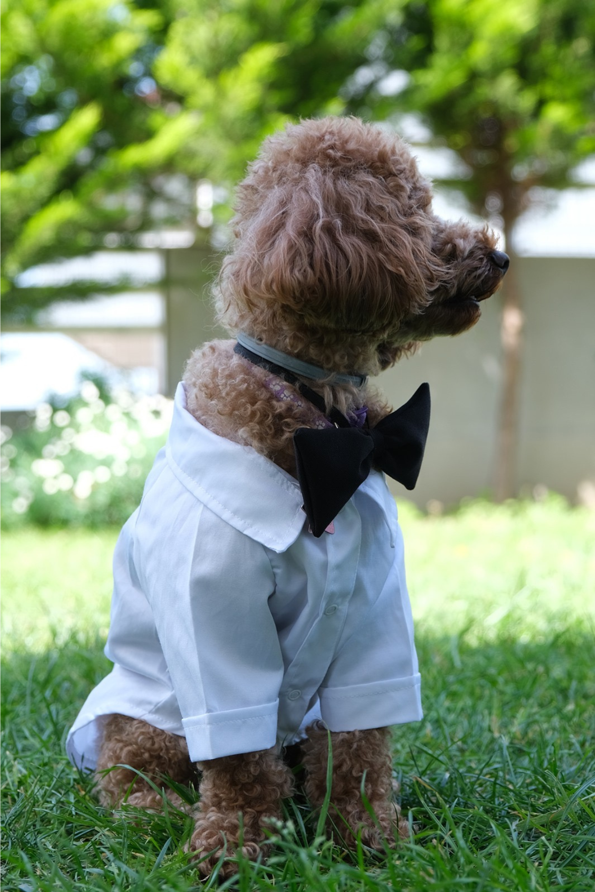 Doredog Beyaz Gömlek Damatlık Takım 