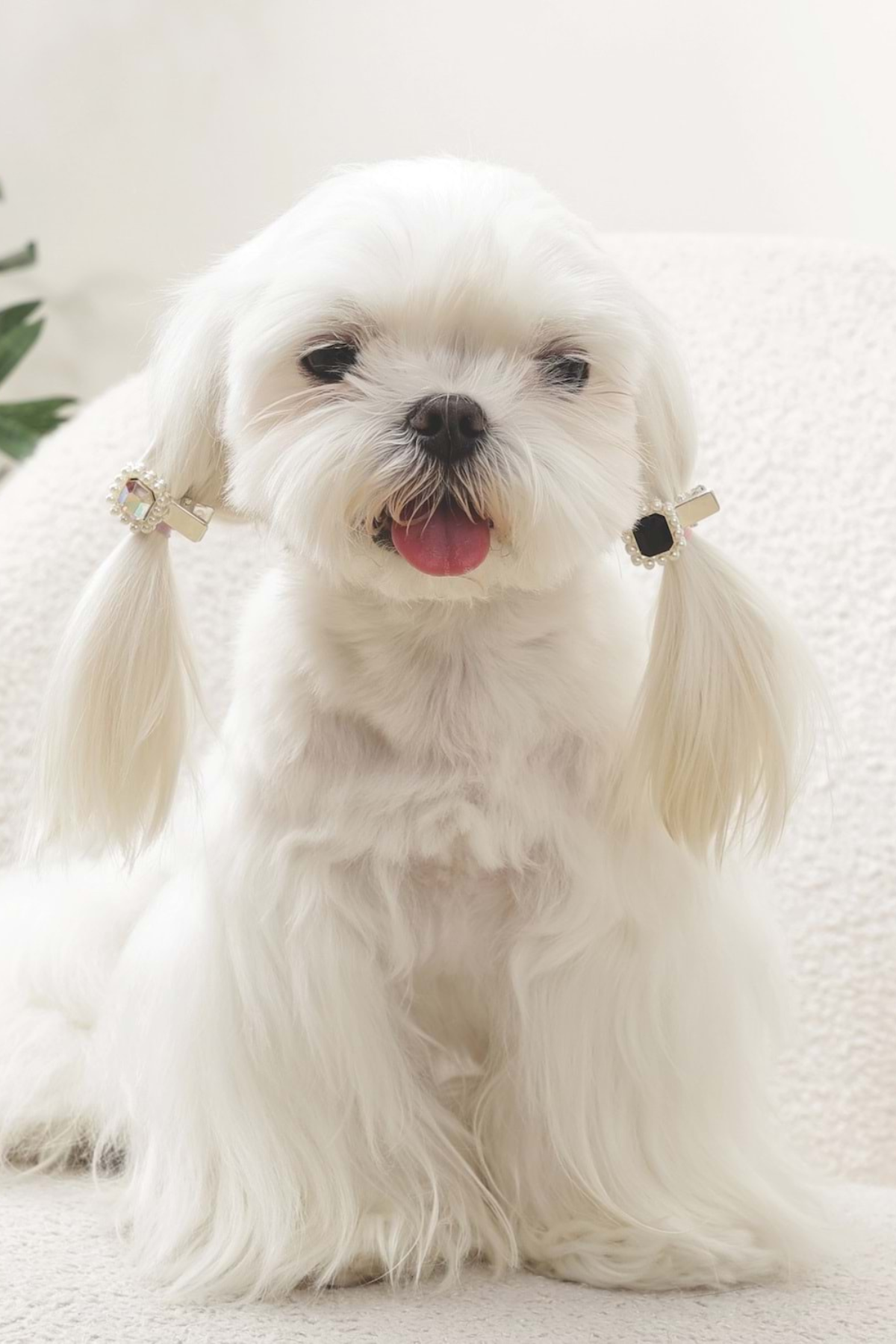 M-PETS GLAM KÖPEKLER İÇİN AKSESUAR TOKA BLACK/SİLVER