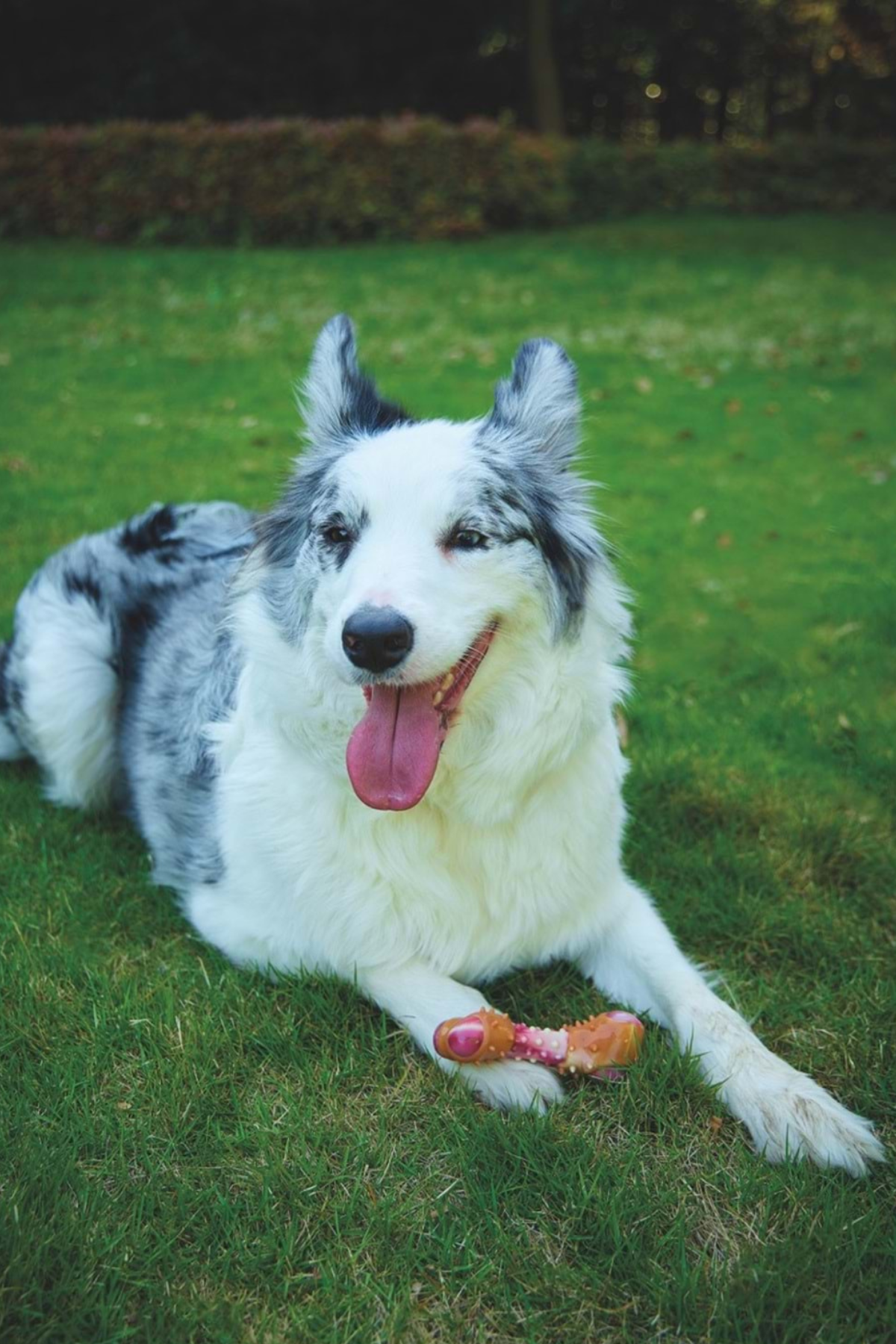 M-PETS CARNIVORE DOG TOY MEATY BONE (M) PASTIRMA AROMALI