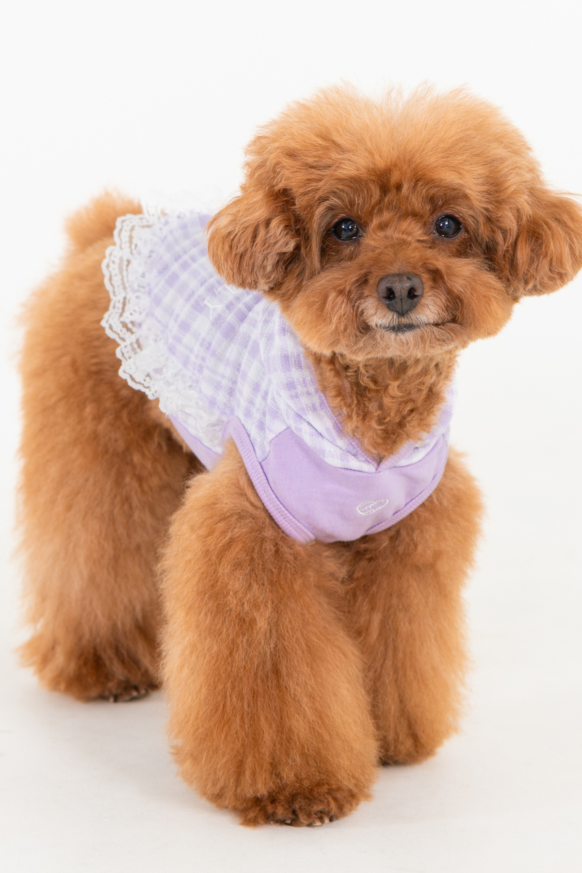 Pinkaholic New York Alyse Kapüşonlu Köpek Sweat Mor