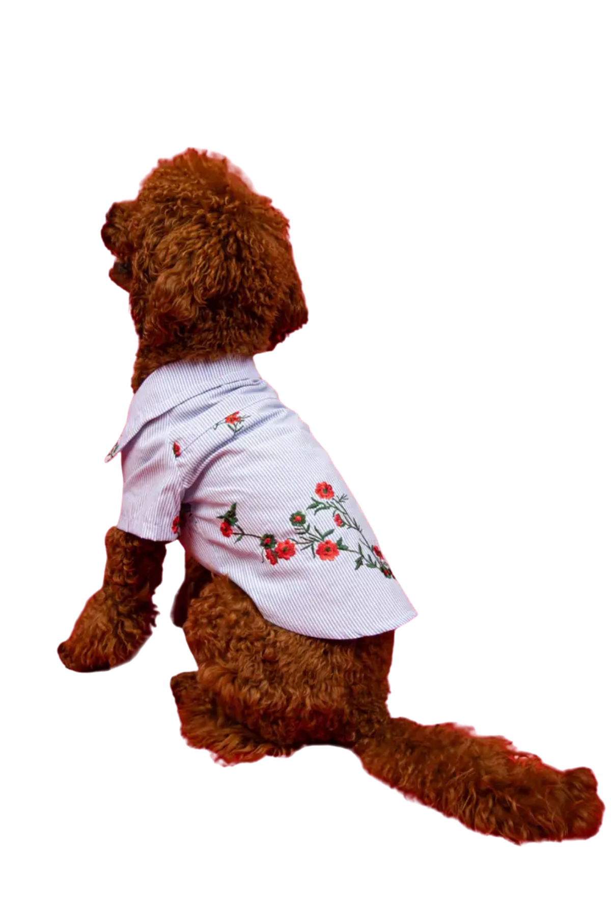 Goodboi Nakışlı Premium Limited Edition Gömlek