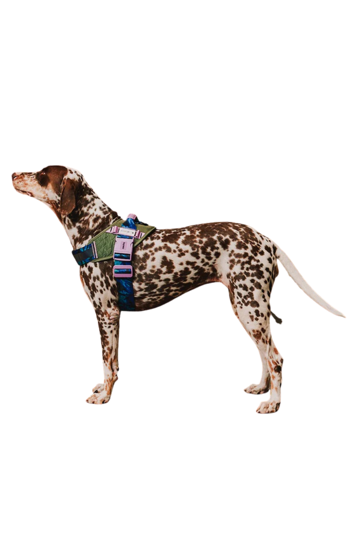 Zee.Dog Reebok x Zee.Dog Trekk FlyHarness Köpek Tasması
