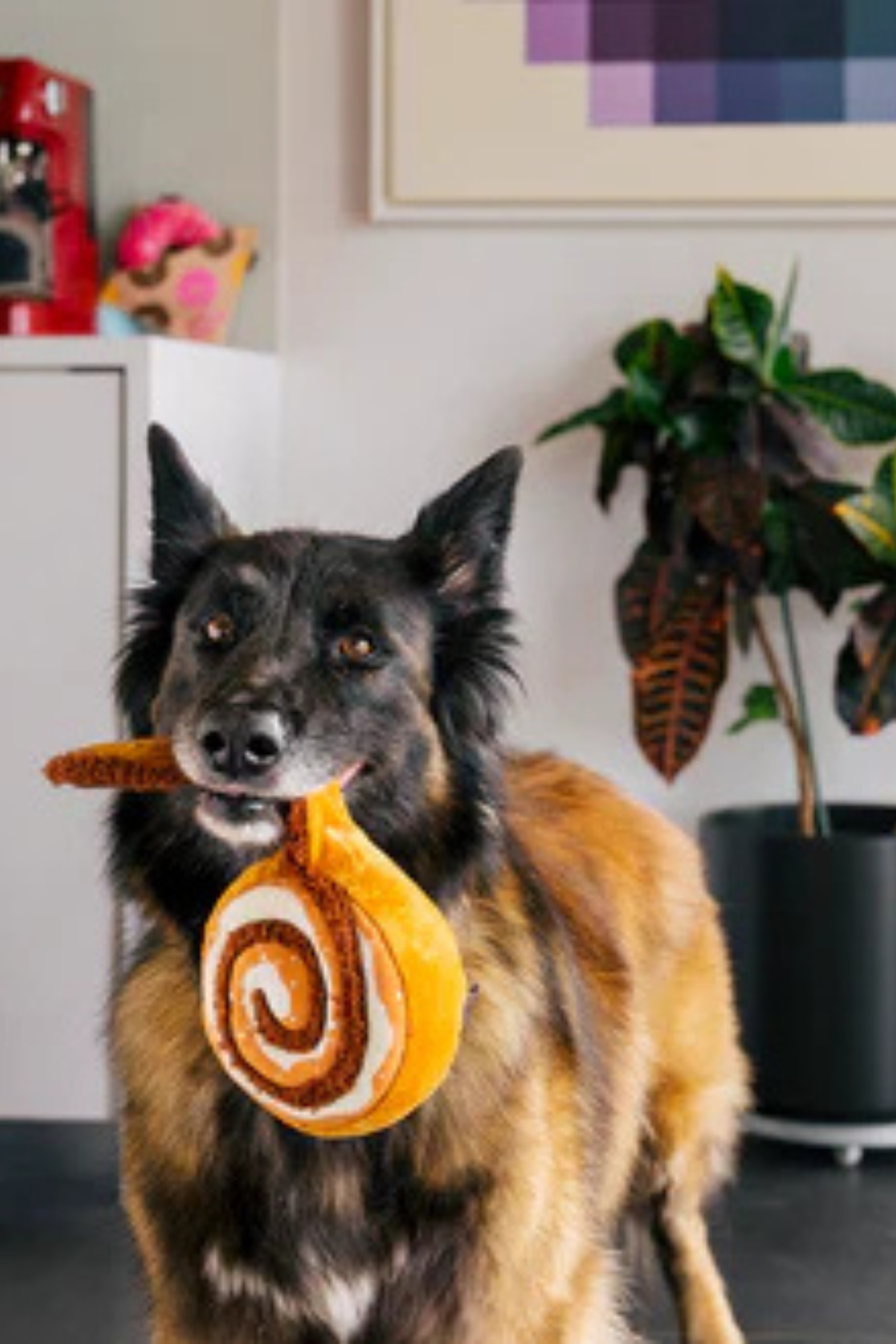 Play San Francisco Cinnabone Köpek Oyuncağı