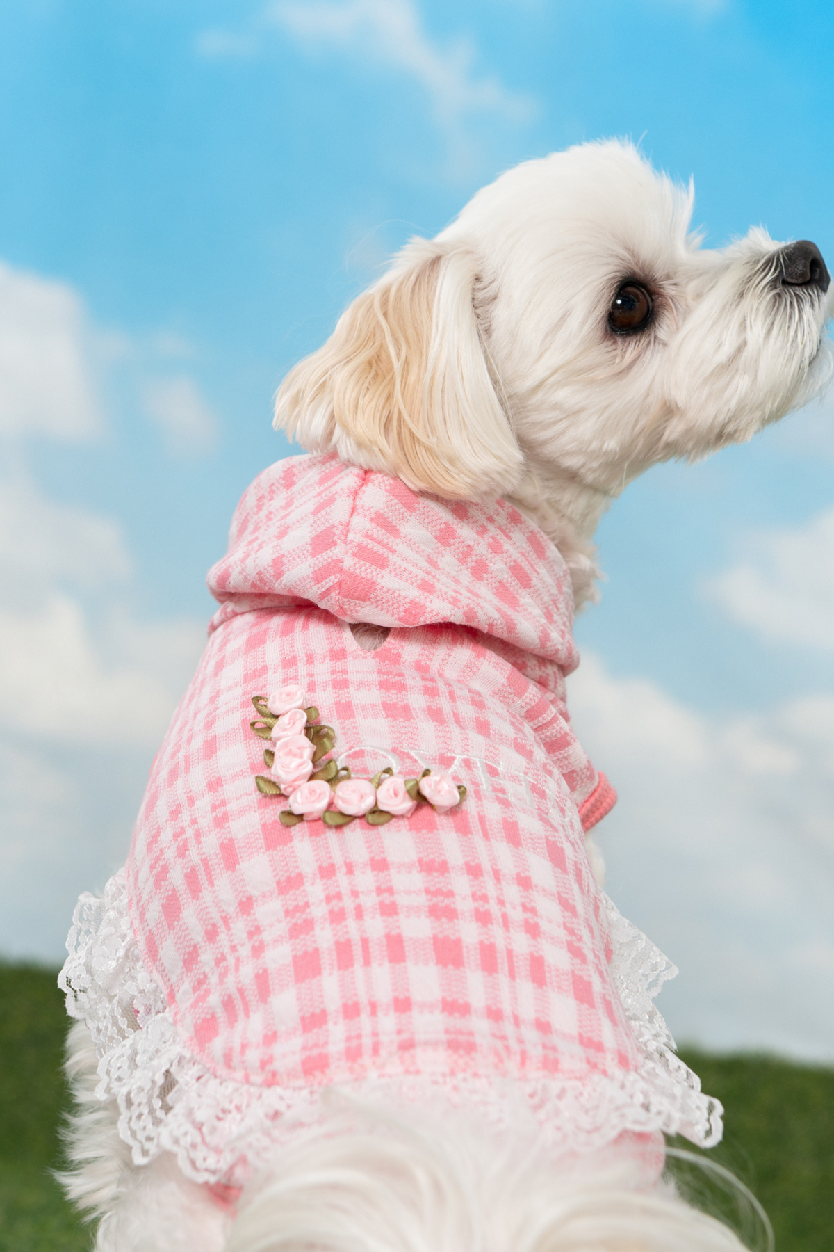 Pinkaholic New York Alyse Kapüşonlu Köpek Sweat Pembe