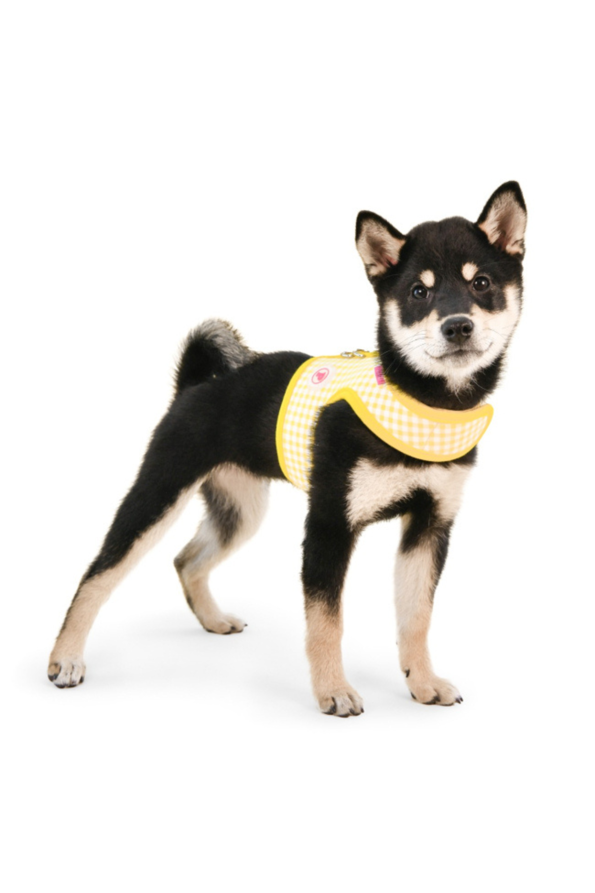 Pinkaholic New York Alaia Pinka Harness Göğüs Tasması Sarı