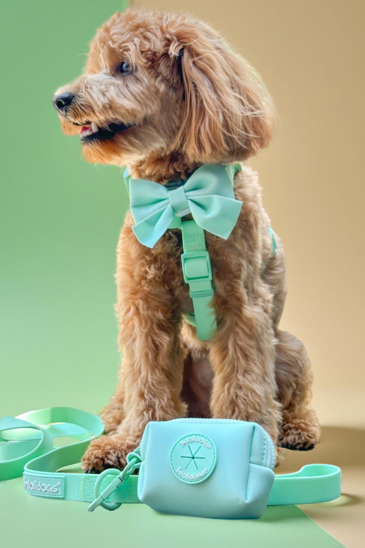 Lolidogs Dream Collection | Köpek Göğüs Tasması Minty