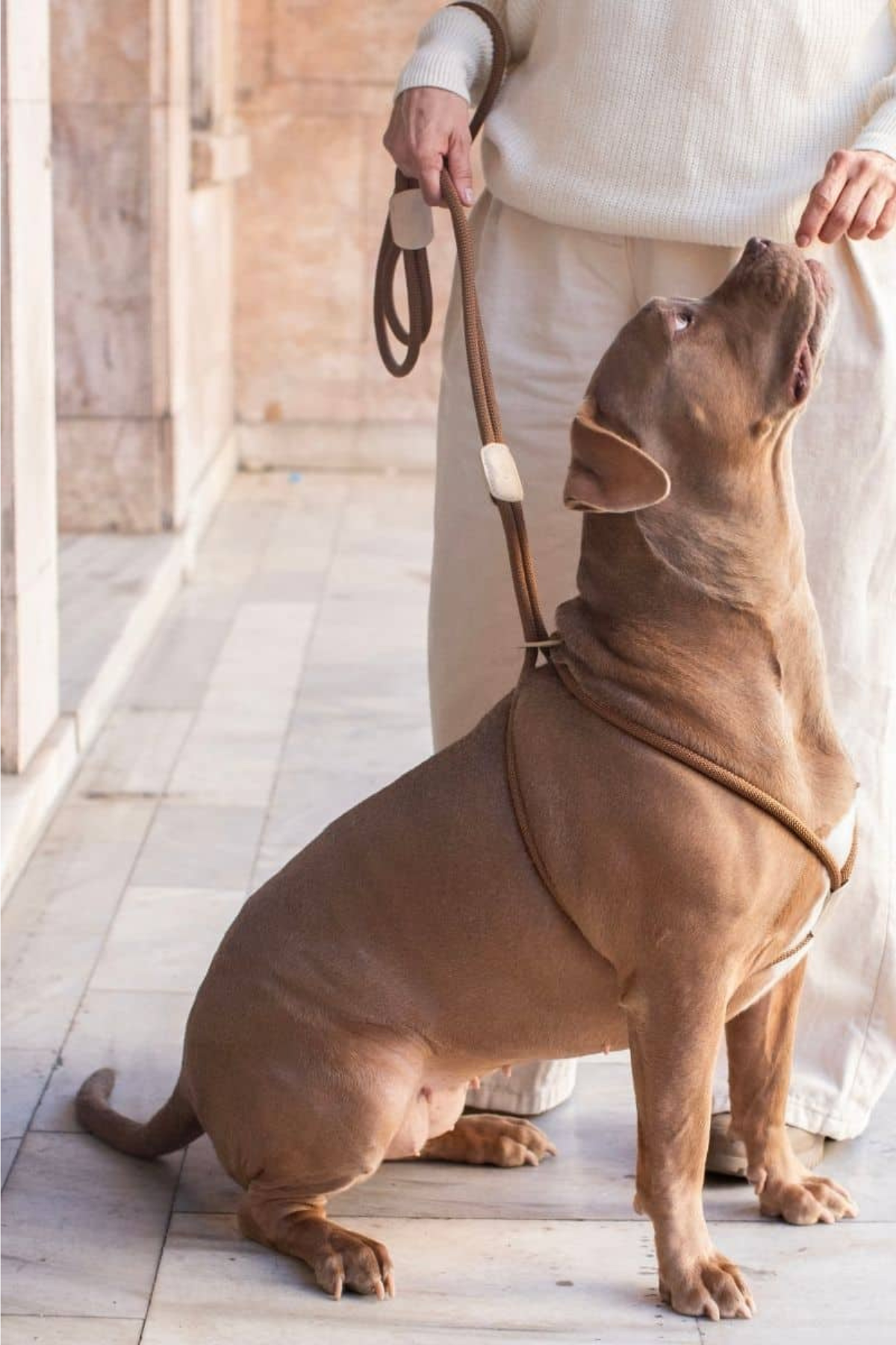 Zoe Pet Atelier All In 1 Loop Köpek Göğüs Tasması ve Gezdirme Kayışı Seti Karamel Kahverengi ve Bej