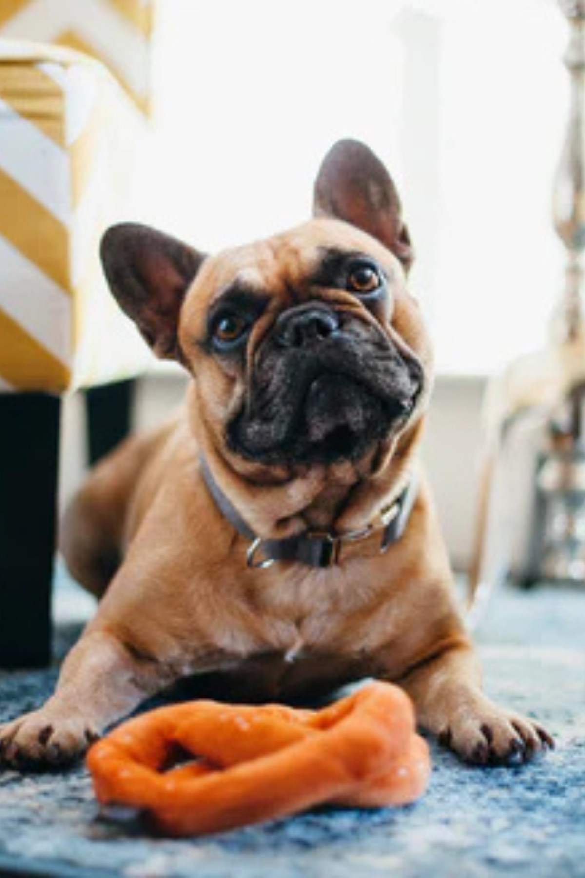 Play San Francisco Pretzel Köpek Oyuncağı