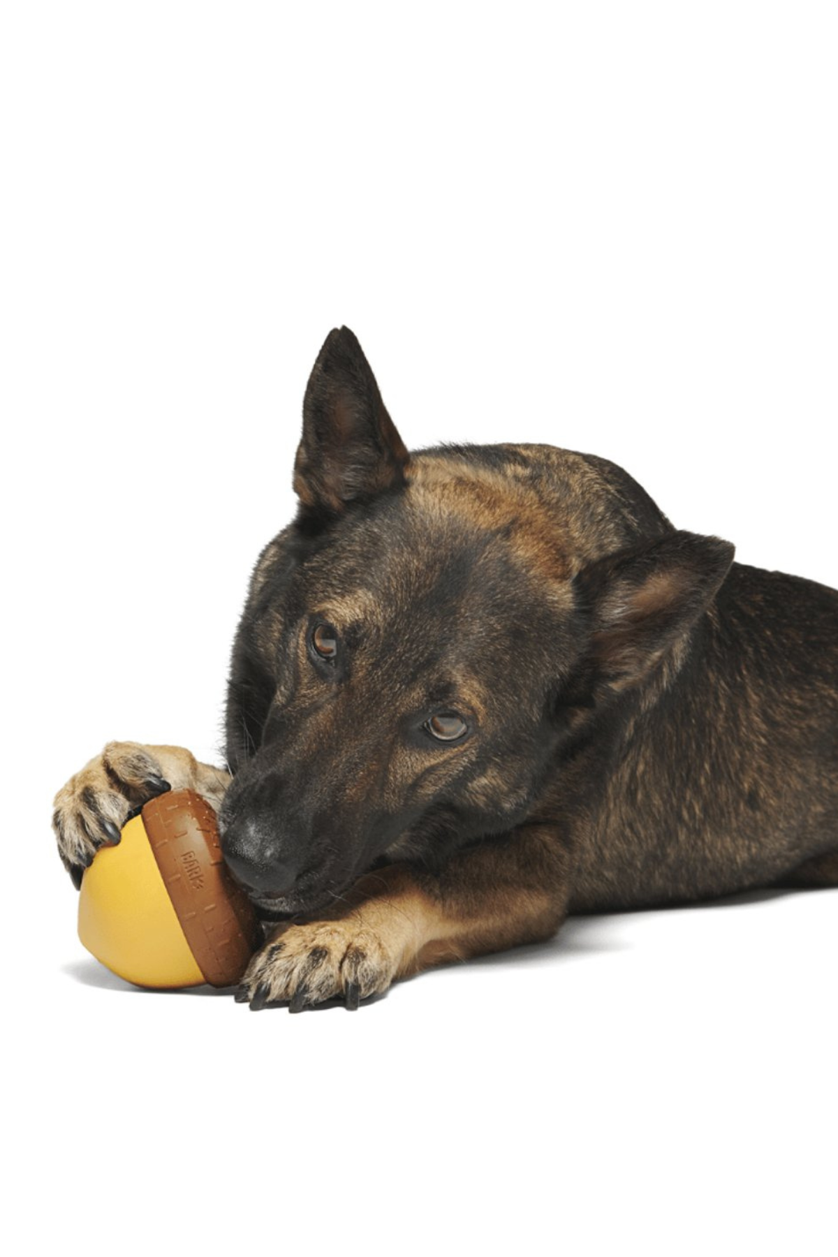 Bark Acornocopia Ödül Dağıtıcı Ve Çiğneme Oyuncağı L