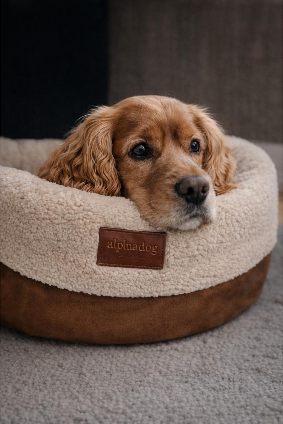 Alphadog Design Halobed Terra Köpek Yatağı