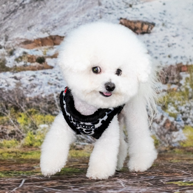 Puppia Wild Harness B Köpek Göğüs Tasması - Siyah